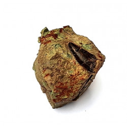 Eocharcarias sp. Dent de dinosaure Theropode