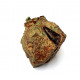 Eocharcarias sp. Dent de dinosaure Theropode