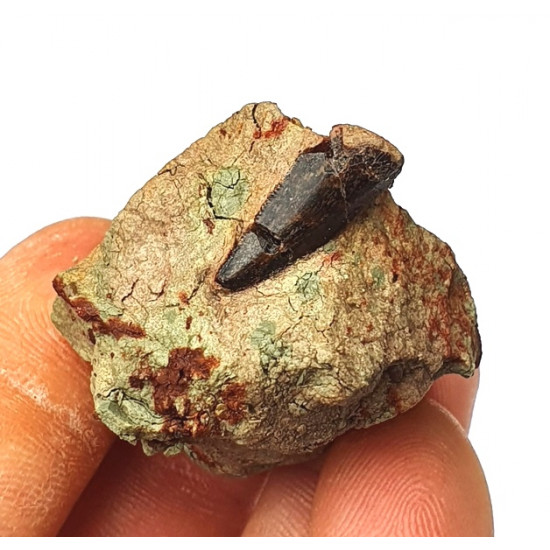 Eocharcarias sp. Dent de dinosaure Theropode