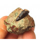 Eocharcarias sp. Dent de dinosaure Theropode
