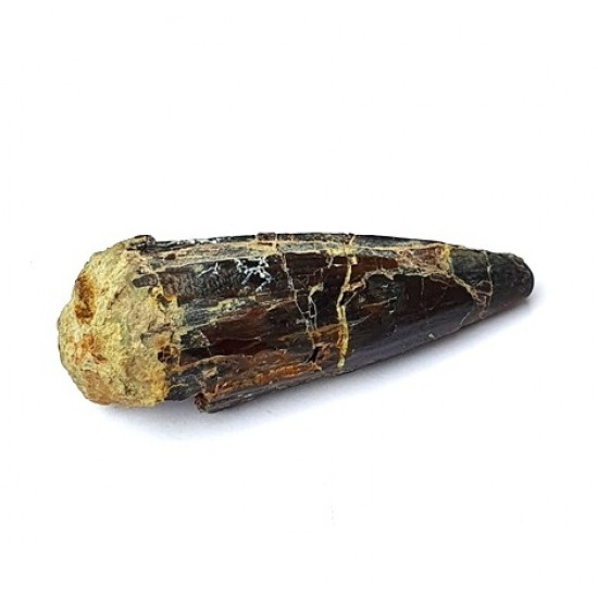 Suchomimus sp. (dent)
