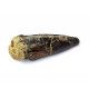 Suchomimus sp. (dent)