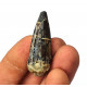 Suchomimus sp. (dent)