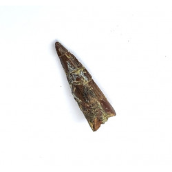 Suchomimus sp. (dent)
