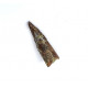 Suchomimus sp. (dent)