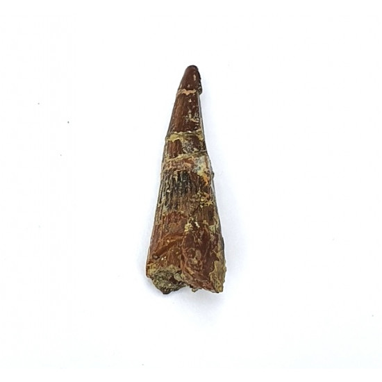 Suchomimus sp. (dent)