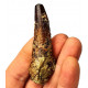 Suchomimus sp. (dent)