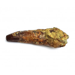 Suchomimus sp. (dent)