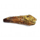 Suchomimus sp. (dent)