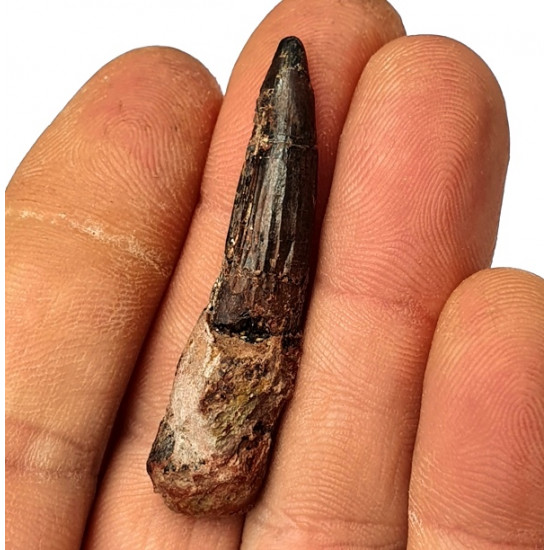 Suchomimus sp. (dent)