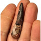 Suchomimus sp. (dent)