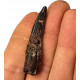 Suchomimus sp. (dent)
