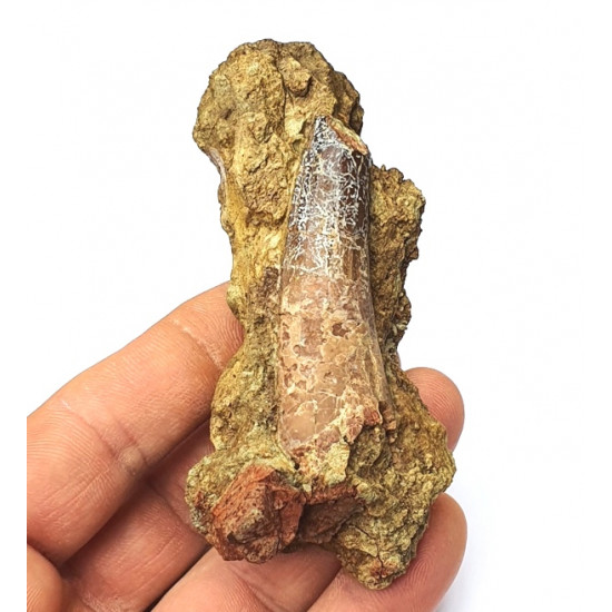 Suchomimus sp. (dent)