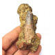 Suchomimus sp. (dent)