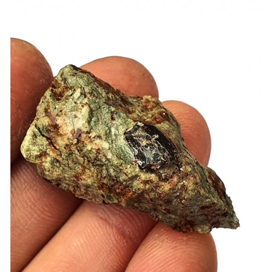 Eocharcarias sp. Dent de dinosaure Theropode