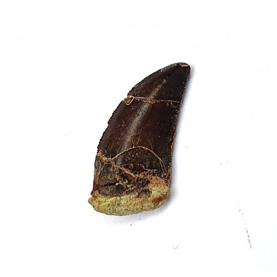 Eocharcarias sp. Dent de dinosaure Theropode