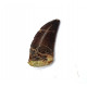 Eocharcarias sp. Dent de dinosaure Theropode
