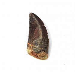 Eocharcarias sp. Dent de dinosaure Theropode