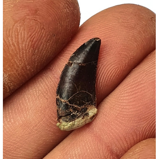 Eocharcarias sp. Dent de dinosaure Theropode