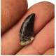 Eocharcarias sp. Dent de dinosaure Theropode