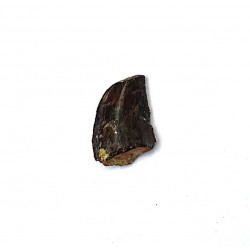 Eocharcarias sp. Dent de dinosaure Theropode