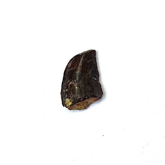 Eocharcarias sp. Dent de dinosaure Theropode