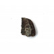 Eocharcarias sp. Dent de dinosaure Theropode