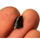 Eocharcarias sp. Dent de dinosaure Theropode