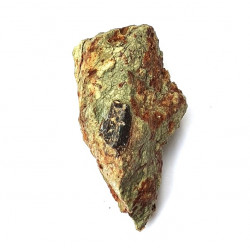 Eocharcarias sp. Dent de dinosaure Theropode