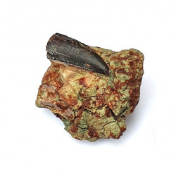 Eocharcarias sp. Dent de dinosaure Theropode