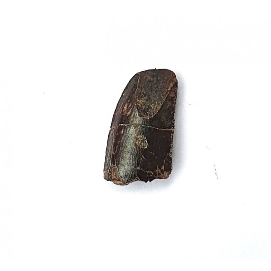 Eocharcarias sp. Dent de dinosaure Theropode