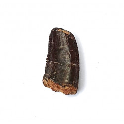 Eocharcarias sp. Dent de dinosaure Theropode