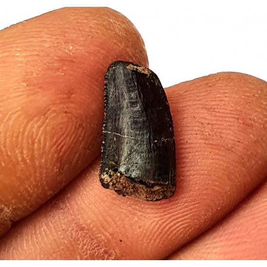 Eocharcarias sp. Dent de dinosaure Theropode