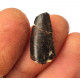 Eocharcarias sp. Dent de dinosaure Theropode