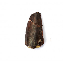 Eocharcarias sp. Dent de dinosaure Theropode