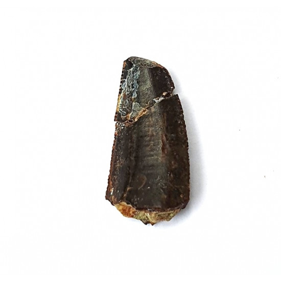 Eocharcarias sp. Dent de dinosaure Theropode