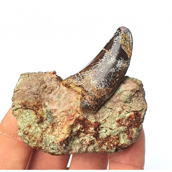 Eocharcarias sp. Theropod dinosaur tooth