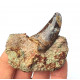 Eocharcarias sp. Theropod dinosaur tooth