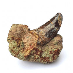 Eocharcarias sp. Dent de dinosaure Theropode
