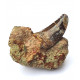 Eocharcarias sp. Theropod dinosaur tooth