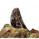 Eocharcarias sp. Theropod dinosaur tooth