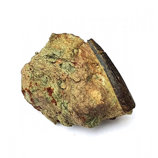 Undetermined pterosaur (tooth)