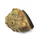 Undetermined pterosaur (tooth)