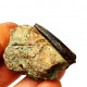 Undetermined pterosaur (tooth)