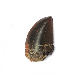 Eocharcarias sp. Dent de dinosaure Theropode