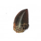 Eocharcarias sp. Dent de dinosaure Theropode