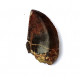 Eocharcarias sp. Dent de dinosaure Theropode