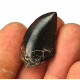 Eocharcarias sp. Dent de dinosaure Theropode