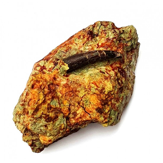 Undetermined pterosaur (tooth)