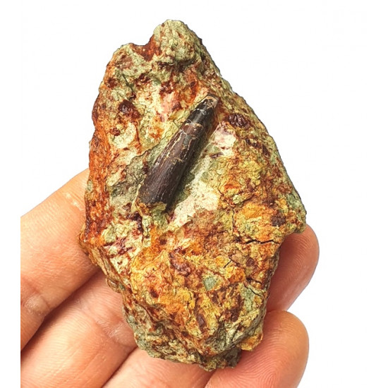 Undetermined pterosaur (tooth)